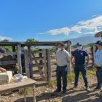 EL PAÍS VALLENATO – With in vitro bovine fertilization they seek to improve livestock in Cesar