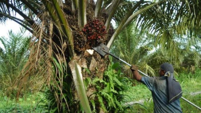 About 78 thousand hectares of oil palm in Cesar have a phytosanitary ...