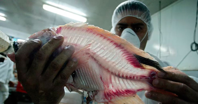 Alert for bacteria found in tilapia farms in Colombia