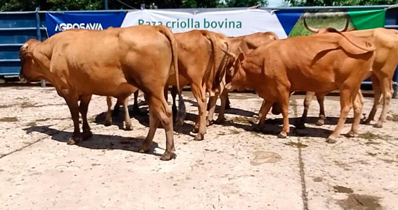 Creole breed cattle in Cesar will be auctioned