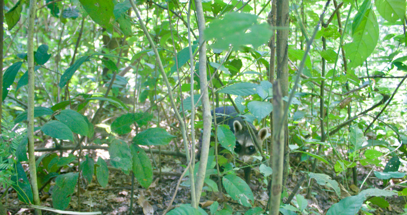 In the Drummond conservation area, 140 species of wildlife were released