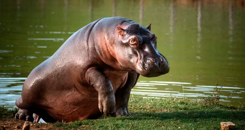 The sterilization process of Pablo Escobar’s hippos begins