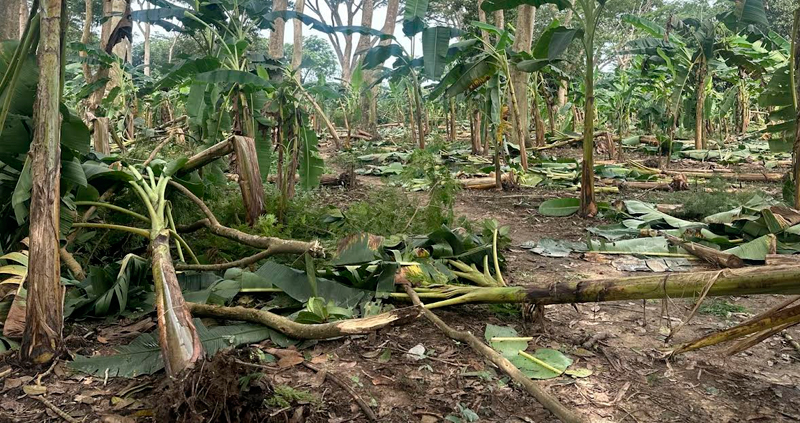 Farmers misplaced banana crops after hailstorm