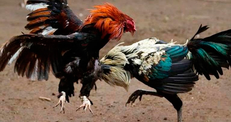 Valledupar will join the parade in defense of the tradition of the fine cock