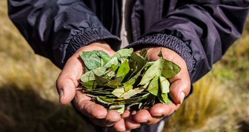 MinHacienda explains where the money came from for the purchase of coca crops by MinAgricultura